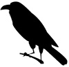Mini raven
